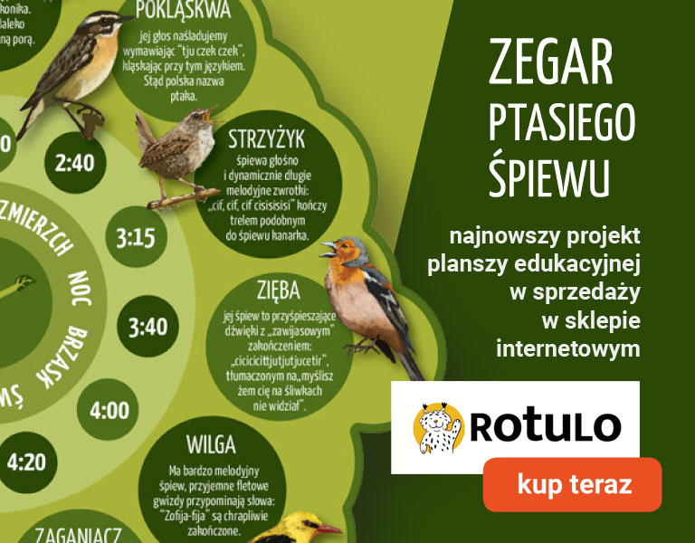 autorski projekt zegara ptasiego śpiewu - plansza edukacyjna sklep Rotulo, Anna Szumańska, SZUMAN